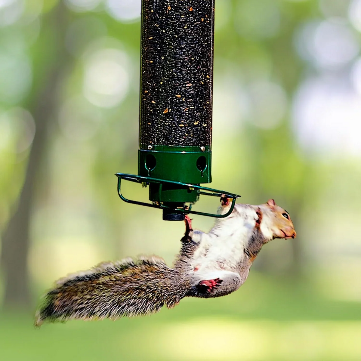 Anti-Squirrel Spinning Bird Feeder